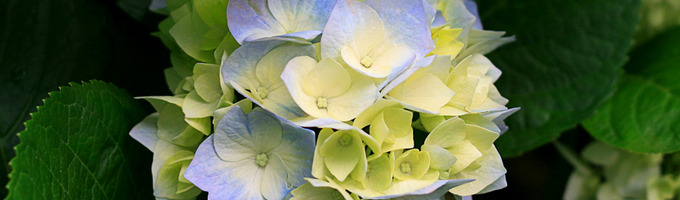 Tears and Flowers